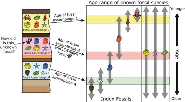dating fossils by strata